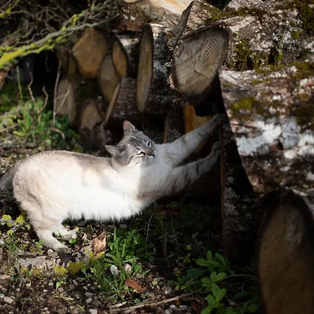 Nocleg ze śniadaniem Le Blanc