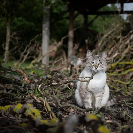 Le Blanc Nocleg ze śniadaniem 3*