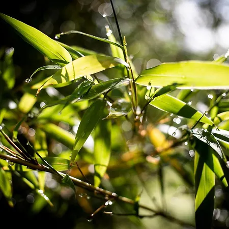 Le Blanc 3* Versols-et-Lapeyre