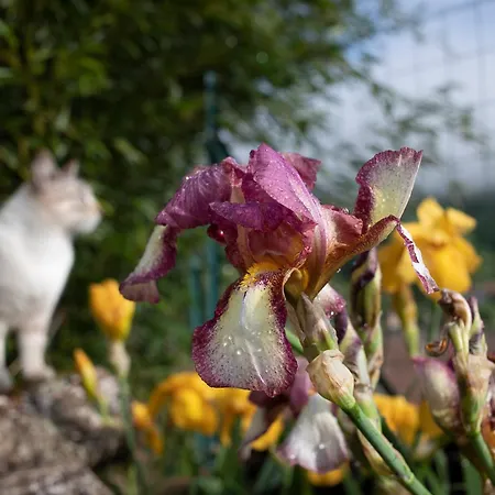 Le Blanc Versols-et-Lapeyre