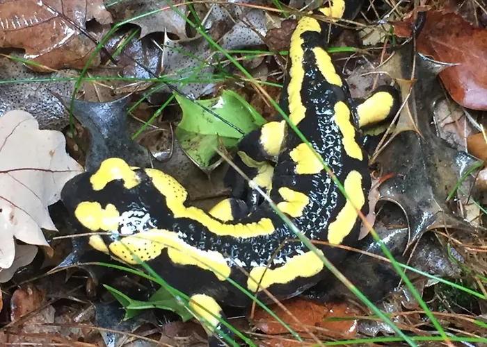 Le Blanc 住宿加早餐酒店