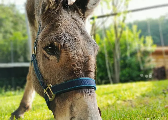 住宿加早餐酒店 Le Blanc Versols-et-Lapeyre
