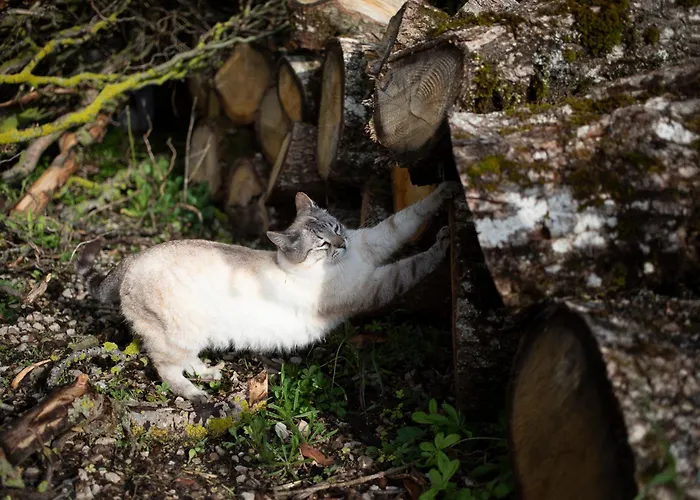 住宿加早餐酒店 Le Blanc