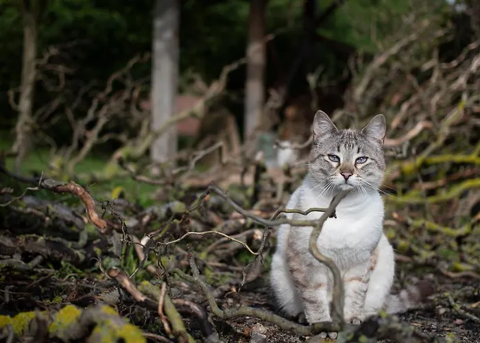 Le Blanc 住宿加早餐酒店 3*