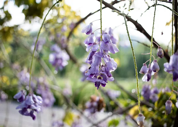 Le Blanc 住宿加早餐酒店