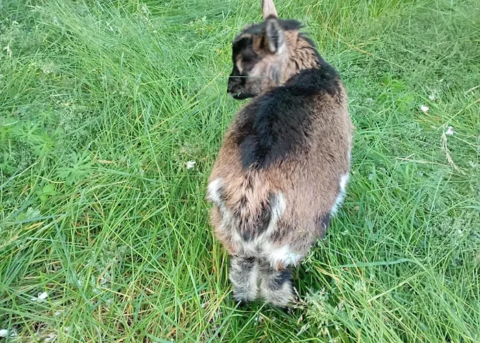 Le Blanc 住宿加早餐酒店 3*