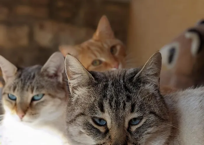 住宿加早餐酒店 Le Blanc 3*